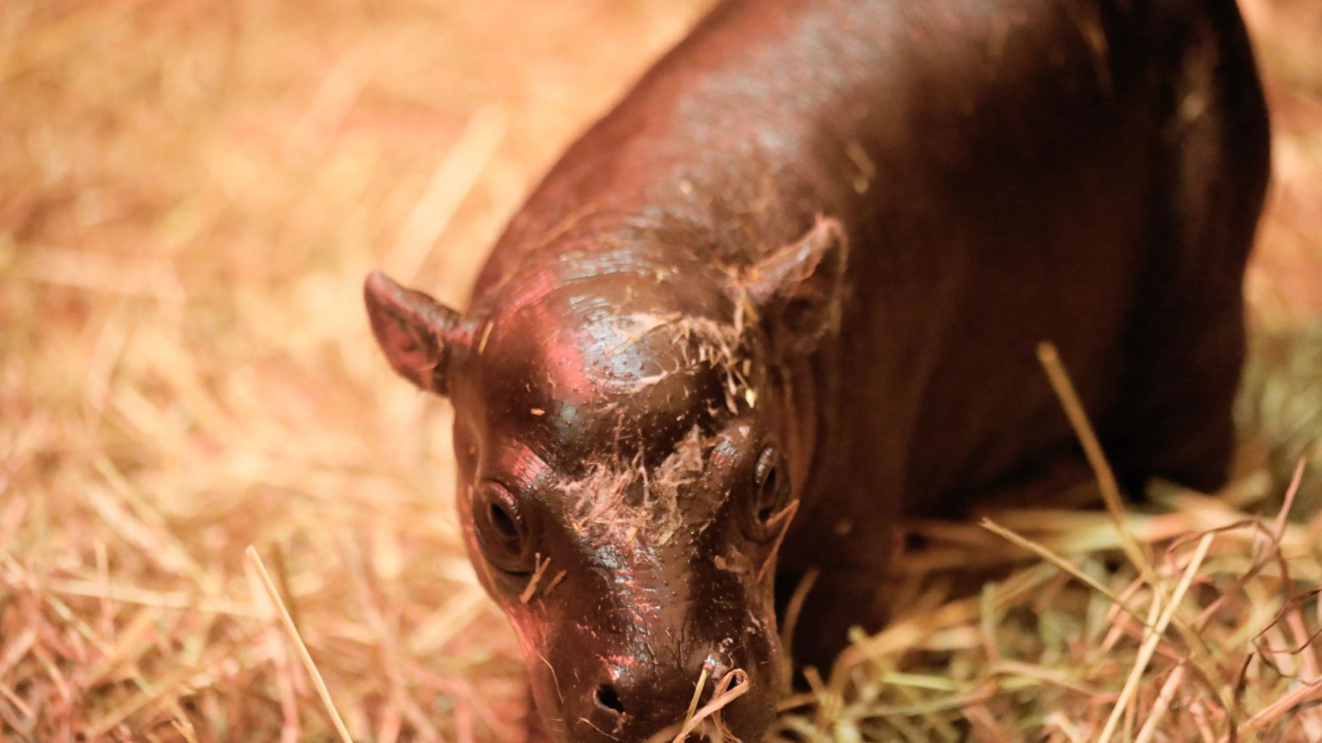 Scotland's answer to pygmy hippo Moo Deng born in Edinburgh Zoo