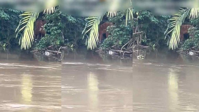 Resident discovers deer in Alapere neighbourhood, near Agboyi River (WATCH)