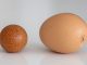 Lucky farmer left shell-shocked after hen lays perfectly spherical egg