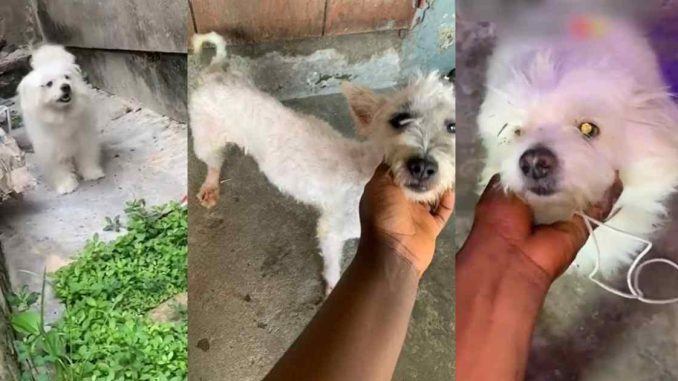 "I would have just travelled with my dog" – Nigerian lady sh0cked as friend trims her dog's hair after 1-month staycation (VIDEO)