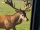 Shocking moment aggressive stag suddenly CHARGES into moving Ford van - causing more than £1,000 worth of damage