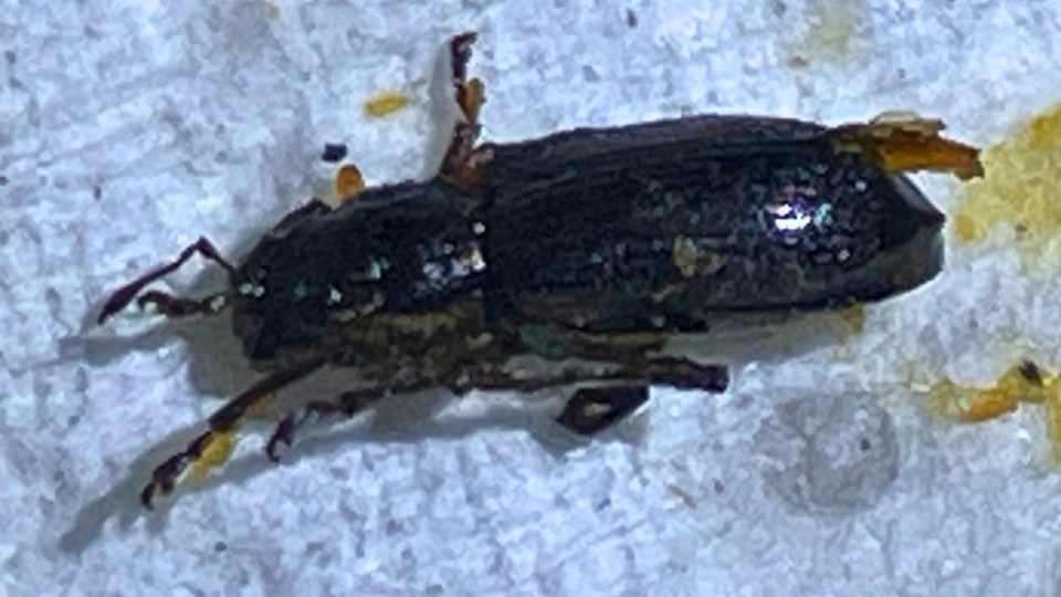 The Wheat Weevil beetle pictured was removed from the patient's ear