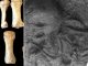 Secret behind strange skeleton made of bones from FIVE different people who lived 2,500 years apart is FINALLY revealed