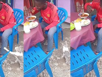 "Make the cat go hustle, country h@rd" – Man turns down begging cat, refuses to share his meal at a local restaurant (WATCH)