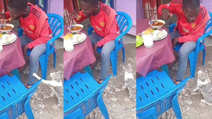 "Make the cat go hustle, country h@rd" – Man turns down begging cat, refuses to share his meal at a local restaurant (WATCH)