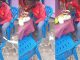 "Make the cat go hustle, country h@rd" – Man turns down begging cat, refuses to share his meal at a local restaurant (WATCH)