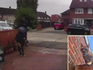 Moment CATNAPPER swipes screaming ginger tabby from devastated family’s drive - as £1k reward to bring him home issued