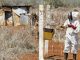 Bees help tackle elephant-human conflict in Kenya