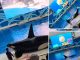 Watch horror moment injured killer whale spurts blood as cruel aquarium show goes wrong in front of horrified families