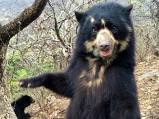 Real-life Paddington bears facing extinction after being hunted for private parts - and now charities are taking action