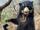 Real-life Paddington bears facing extinction after being hunted for private parts - and now charities are taking action