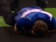 Fallon Sherrock's boyfriend Cameron Menzies collapses to floor in joy as he wins days after leaving Grand Slam 'in huff'