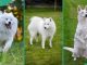 14 best white dog breeds: The most adorable white-coated pups