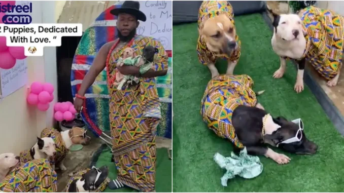 Man throws dedication ceremony for his 12 puppies in matching outfits