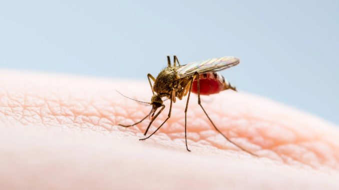 I'm a travel expert - the four steps you need to take to mosquito-proof your holiday