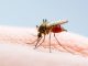 I'm a travel expert - the four steps you need to take to mosquito-proof your holiday