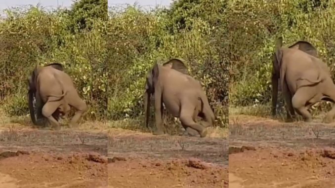 Bow-legged elephant captivates netizens, sp@rks reactions (WATCH)