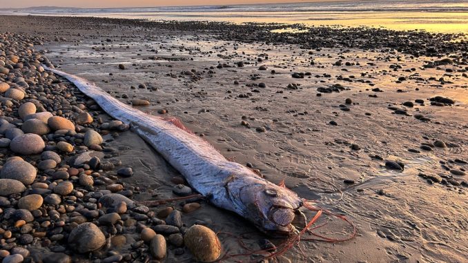 Terrifying 30ft Doomsday fish keep washing up on shore - and folklore suggests could be a bad omen