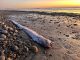 Terrifying 30ft Doomsday fish keep washing up on shore - and folklore suggests could be a bad omen