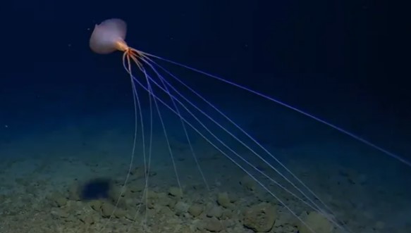 There have only been around a dozen sightings of bigfin squid species worldwide