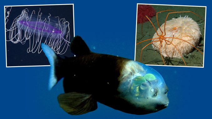 Five 'sea aliens' caught on camera - from fish with eerie see-through head to rarely seen squid with 13ft tentacles