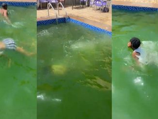 "Is this a pond or a pool?" – Tongue w@gs as lady swims with ease in the algae-filled pool at a lounge (WATCH)