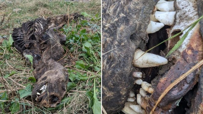 Bizarre 'mermaid' creature with sharp teeth & flippers washes up on UK shore leaving beachgoers baffled