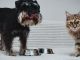 Five ways to save on the tastiest food for your pets