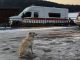 Heartbreaking moment loyal dog waits for FOUR DAYS for return of owner who’d fallen through ice and drowned