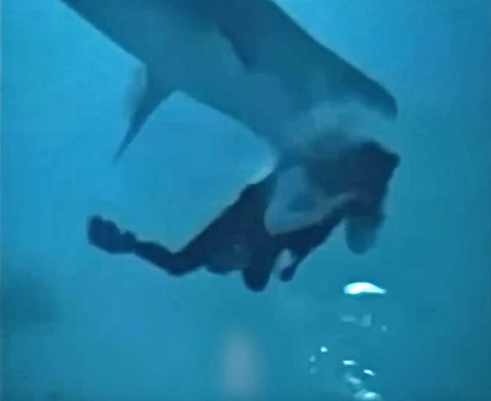 A Chinese tourist made a lucky escape after the shark sunk up behind them