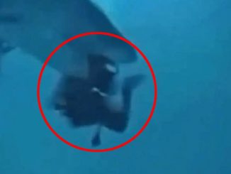 Terrifying moment bloodthirsty tiger shark tries to bite diver’s HEAD off after launching shock attack from behind