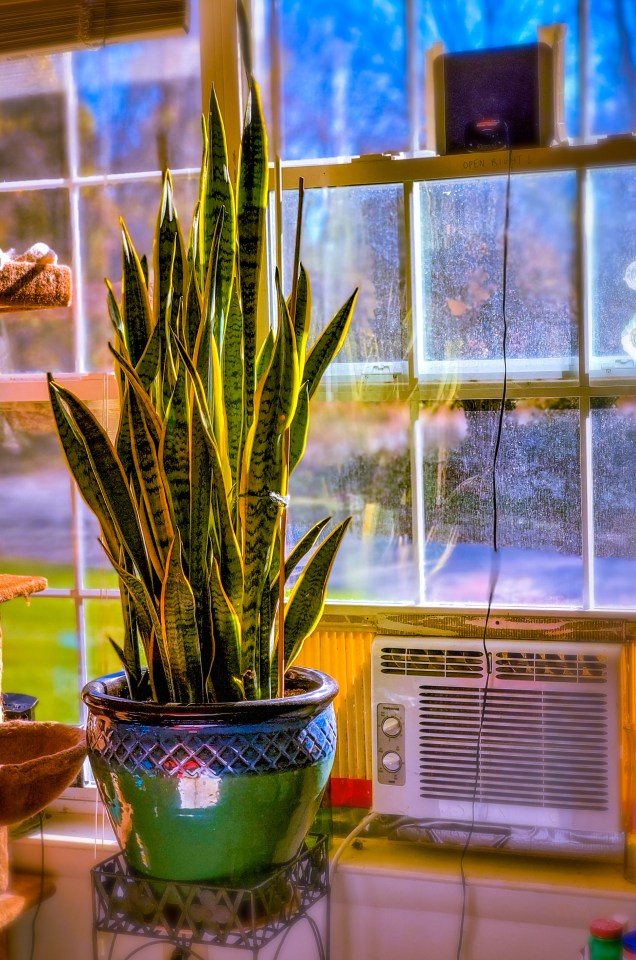 Snake plants can also make a huge difference.