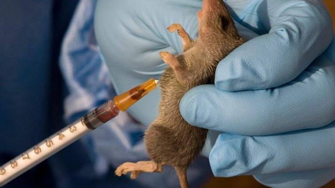 5000 Citizens Dies Annually From Lassa Fever - NOA