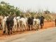 Cattle breeders campaign against state police