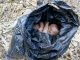 Day-old Baby Found Dead In Bauchi Refuse Dump