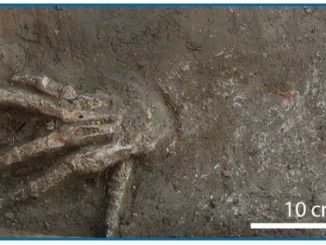 Disturbing truth behind 12 mysterious mutilated human hands found in ancient Egyptian burial pits after 3,500 years