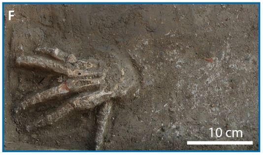 Disturbing truth behind 12 mysterious mutilated human hands found in ancient Egyptian burial pits after 3,500 years