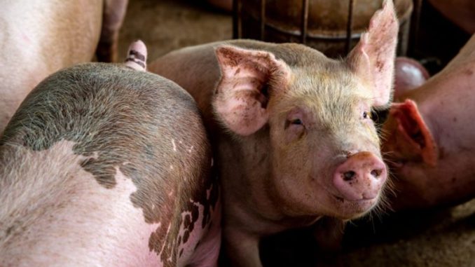 Ekiti Govt warns pig farmers against African swine fever