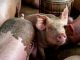 Ekiti Govt warns pig farmers against African swine fever