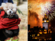 Expert calls for fireworks crackdown after baby red panda spooked to death