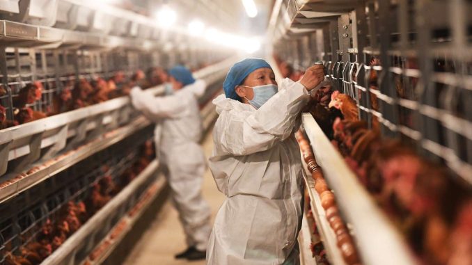 First Confirmed Bird Flu Infection in a U.S. Child Has Public Health Experts on Alert