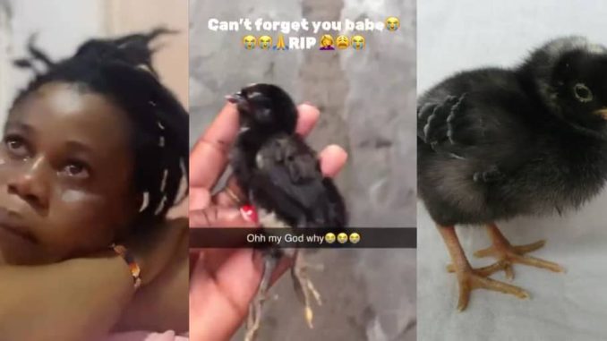 Ghanaian lady in tears as beloved pet passes away