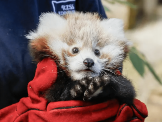 Heartbreak at Scots zoo as baby panda is ‘frightened to death’ during loud fireworks