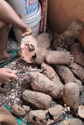 Lady cries out as she discovers all yam she bought are rotten inside