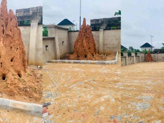 Mixed reactions as man preserves anthill in his compound, shares why