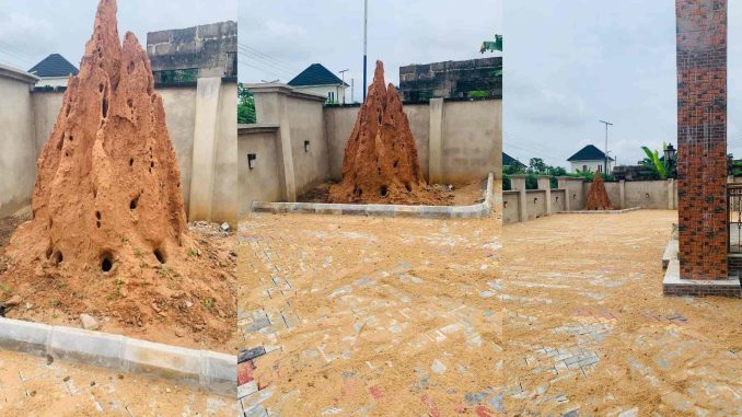 Mixed reactions as man preserves anthill in his compound, shares why