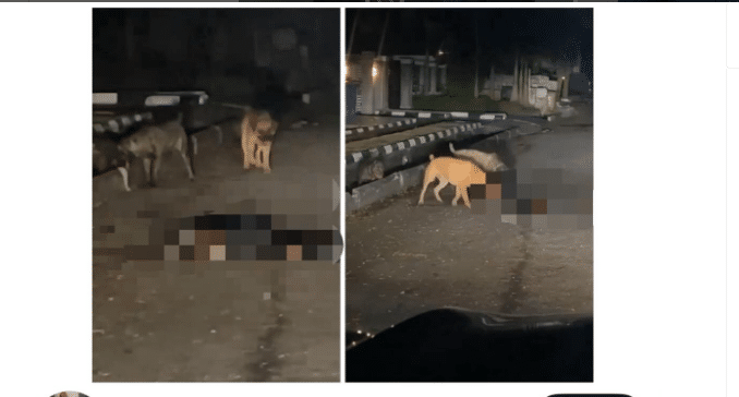 Police React As Dogs 'Kill' Security Guard In Lagos