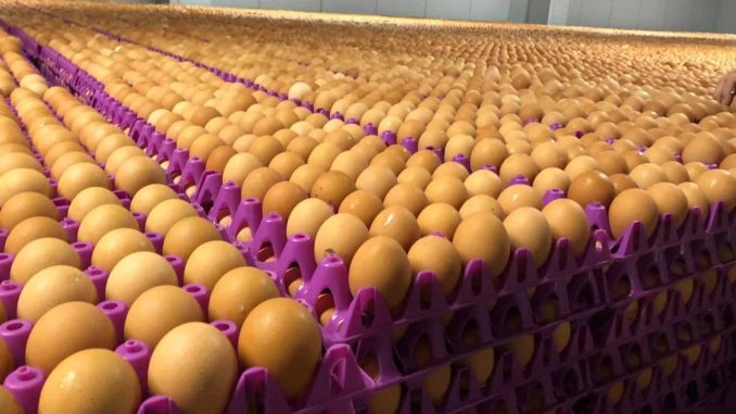 Poultry farmers reveal what Nigerian government should do to crash egg prices