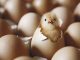 Riddle of whether the chicken or the egg came first is finally solved by scientists