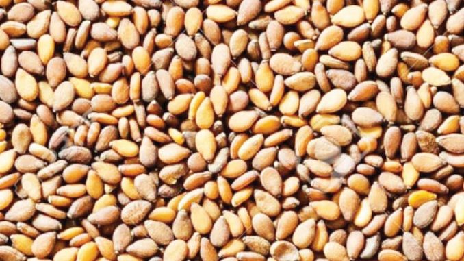 Sesame Production In Kano Increased By 7,000Mtns